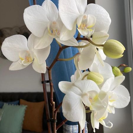 Libellula Apartman Hévíz Екстериор снимка