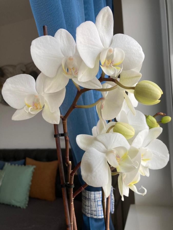 Libellula Apartman Hévíz Екстериор снимка